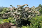 Japanischer Blumen-Hartriegel 'Eurostar' - Cornus kousa 'Eurostar'