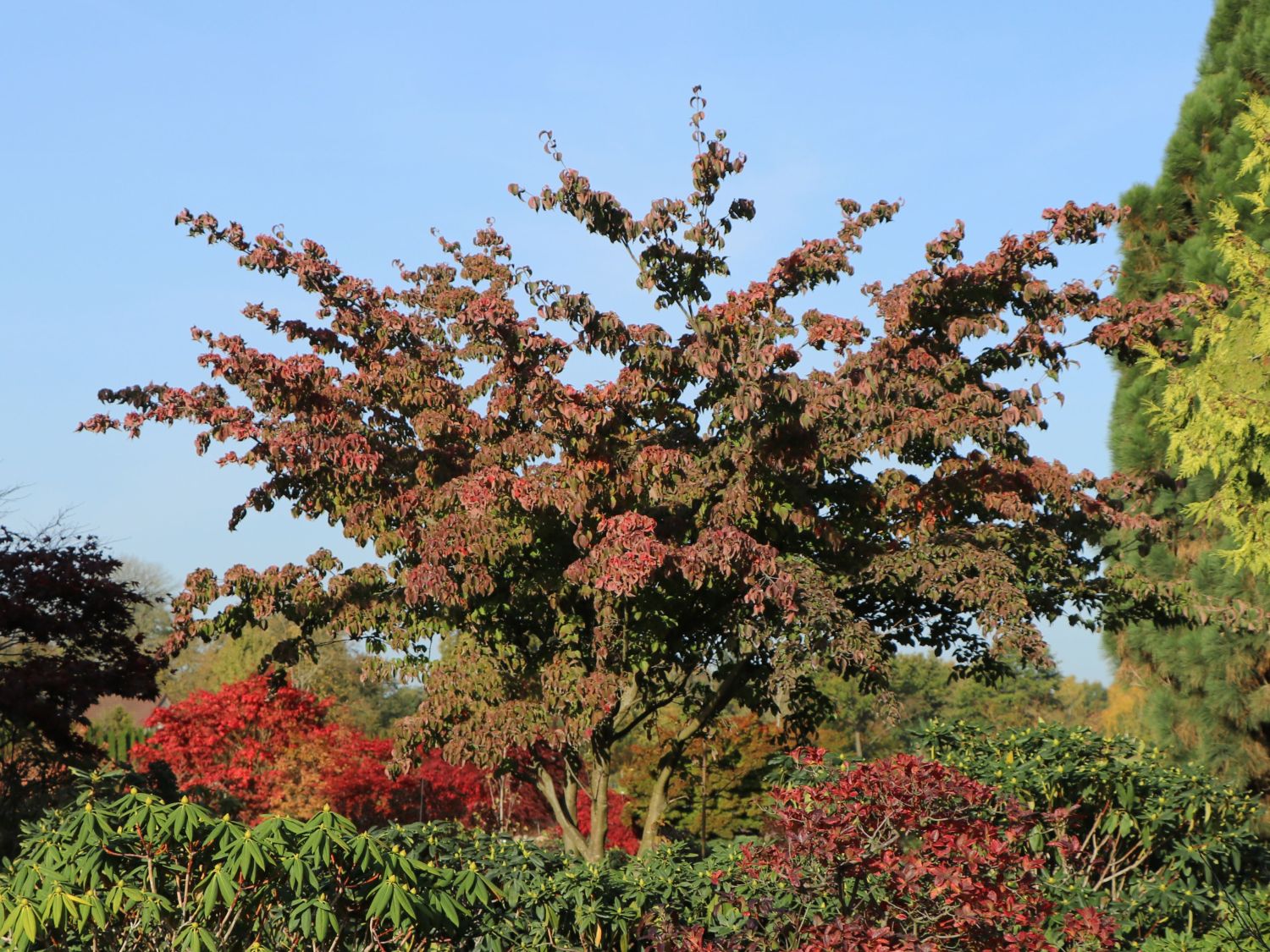 Japanischer Blumen-Hartriegel 'Eurostar' - Cornus kousa 'Eurostar'
