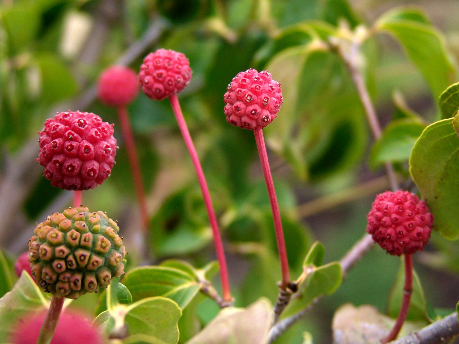 Japanischer Blumen-Hartriegel 'Eurostar' - Cornus kousa 'Eurostar'