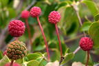 Japanischer Blumen-Hartriegel 'Eurostar' - Cornus kousa 'Eurostar'