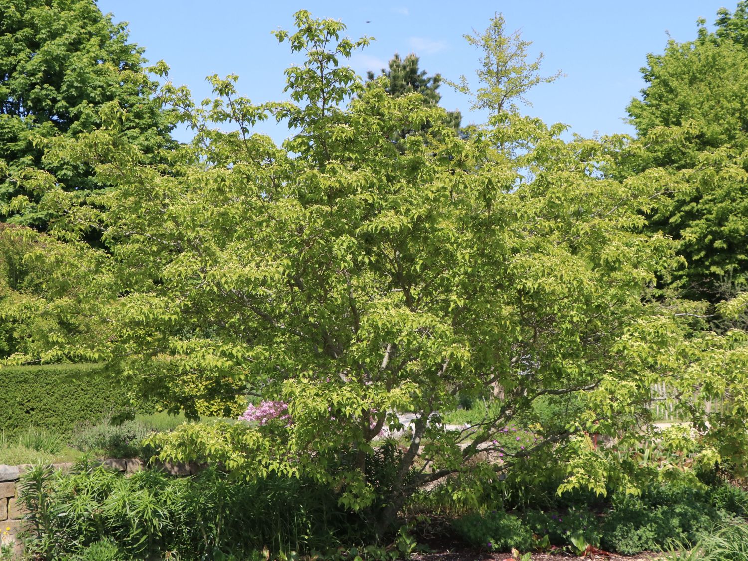 Japanischer Blumen-Hartriegel 'Eurostar' - Cornus kousa 'Eurostar'