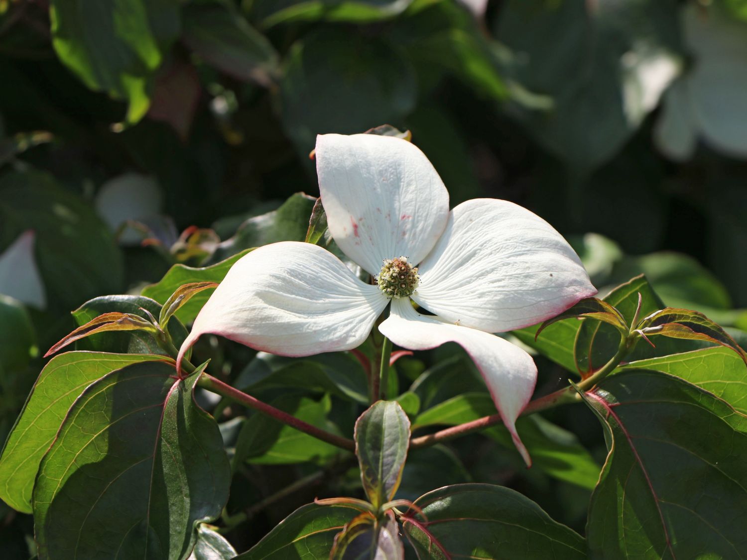Japanischer Blumen-Hartriegel 'Eurostar' - Cornus kousa 'Eurostar'