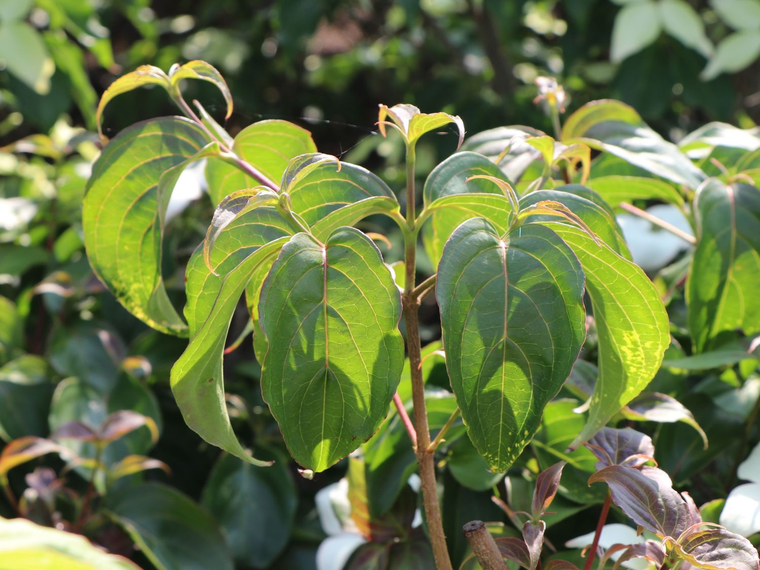 Japanischer Blumen-Hartriegel 'Eurostar' - Cornus kousa 'Eurostar'