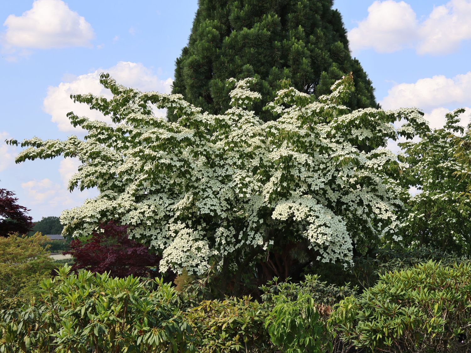 Japanischer Blumen-Hartriegel 'Eurostar' - Cornus kousa 'Eurostar'