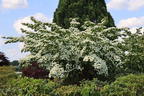 Japanischer Blumen-Hartriegel 'Eurostar' - Cornus kousa 'Eurostar'