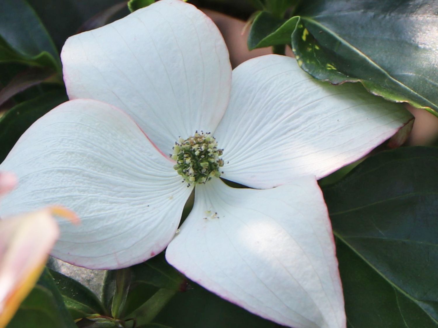 Japanischer Blumen-Hartriegel 'Eurostar' - Cornus kousa 'Eurostar'