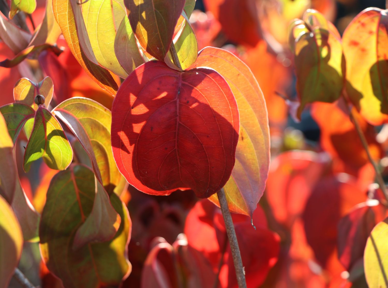 Japanischer Blumen-Hartriegel 'Eurostar' - Cornus kousa 'Eurostar'