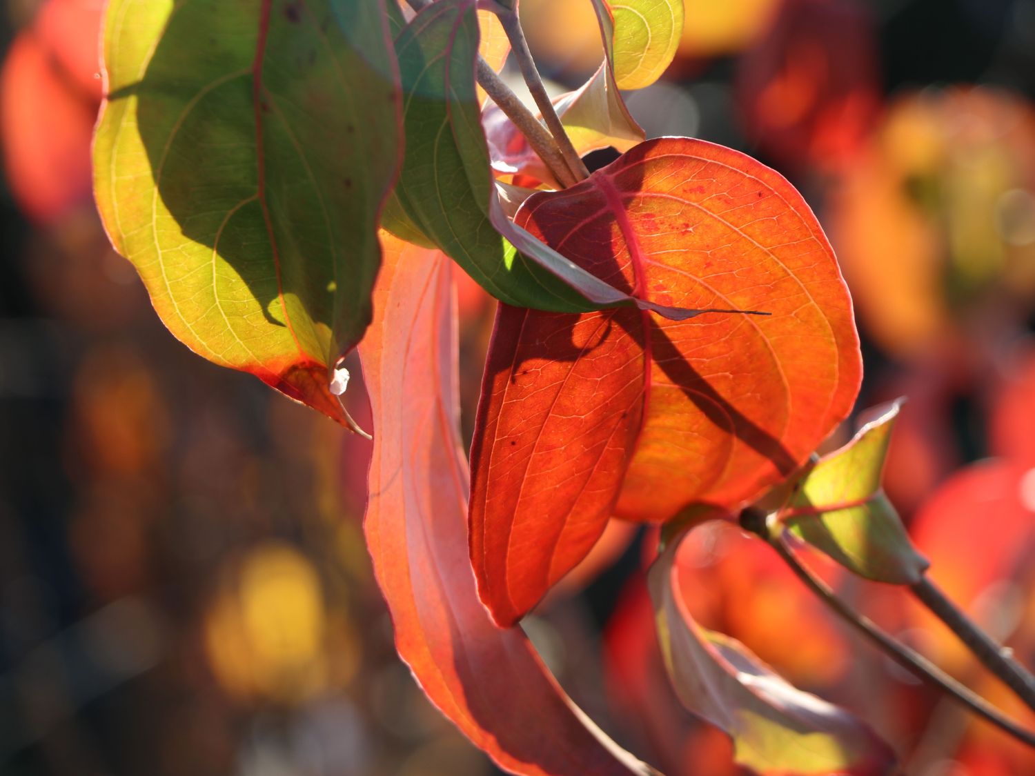 Japanischer Blumen-Hartriegel 'Eurostar' - Cornus kousa 'Eurostar'