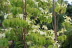 Japanischer Blumen-Hartriegel 'Eva's Beauty' - Cornus kousa 'Eva's Beauty'