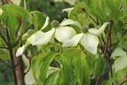 Japanischer Blumen-Hartriegel 'Eva's Beauty' - Cornus kousa 'Eva's Beauty'