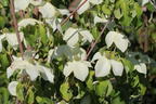 Japanischer Blumen-Hartriegel 'Eva's Beauty' - Cornus kousa 'Eva's Beauty'