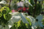 Japanischer Blumen-Hartriegel 'Eva's Beauty' - Cornus kousa 'Eva's Beauty'