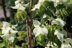 Japanischer Blumen-Hartriegel 'Eva's Beauty' - Cornus kousa 'Eva's Beauty'