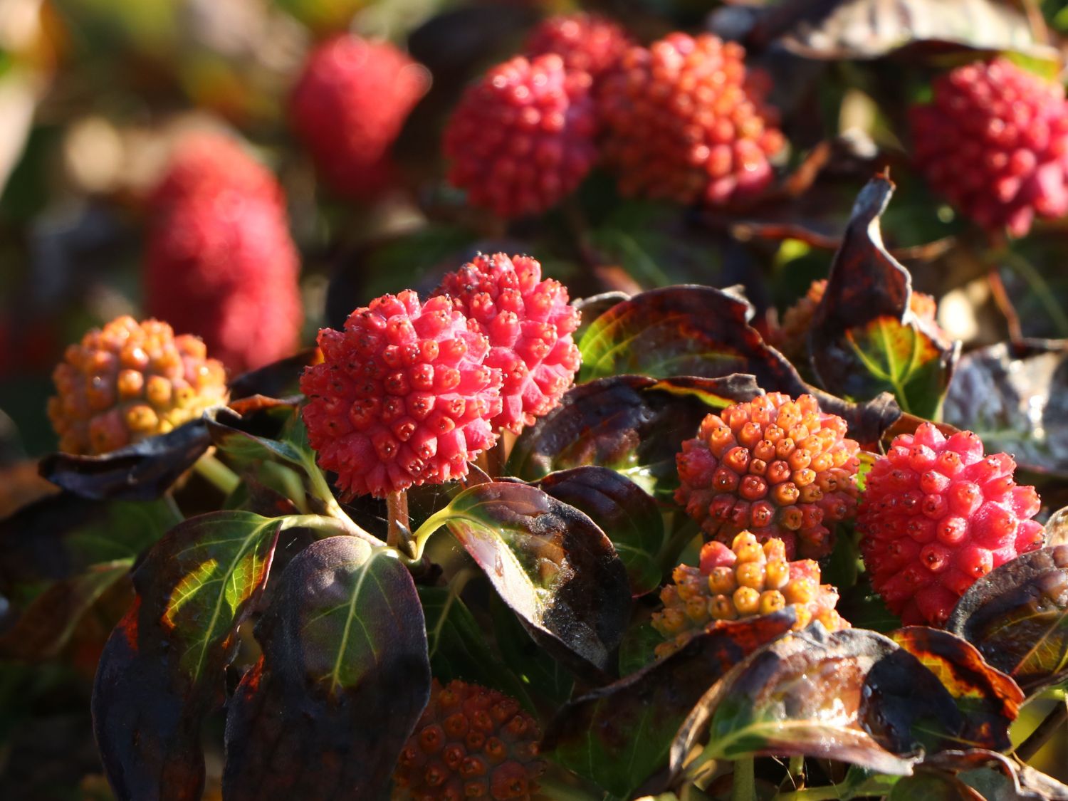 Japanischer Blumen-Hartriegel 'Fanfare' - Cornus kousa 'Fanfare'