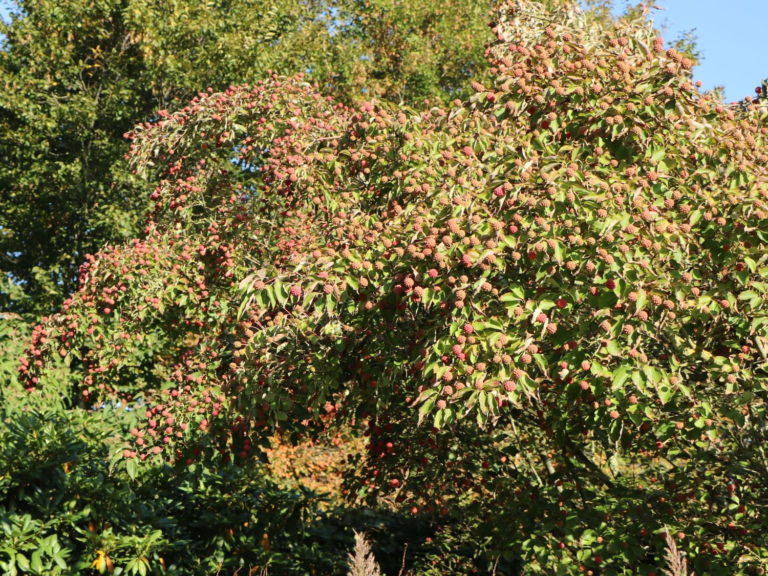 Japanischer Blumen-Hartriegel 'Fanfare' - Cornus kousa 'Fanfare'