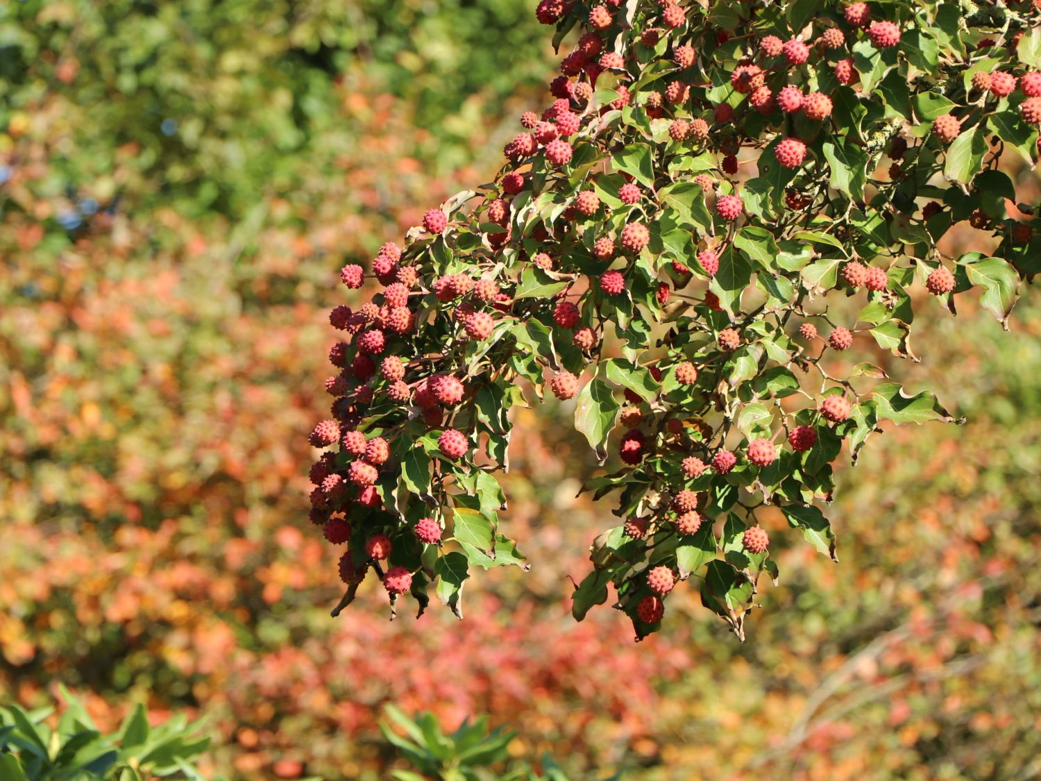 Japanischer Blumen-Hartriegel 'Fanfare' - Cornus kousa 'Fanfare'