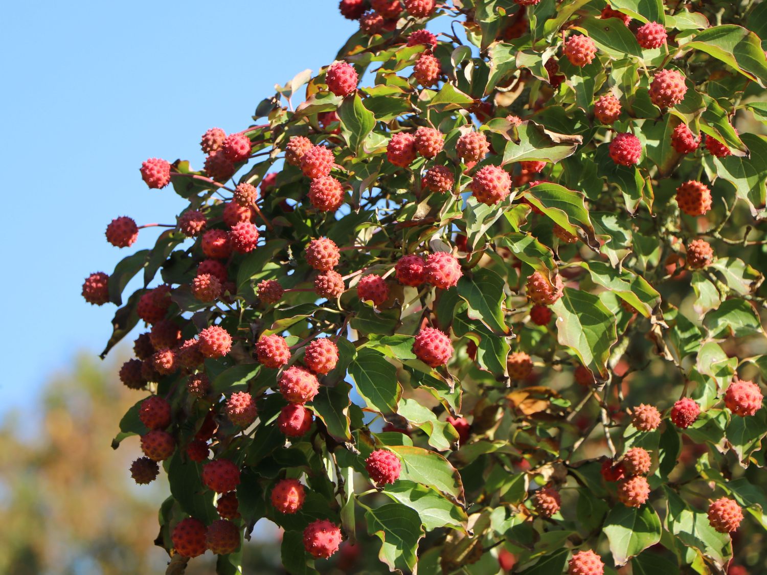 Japanischer Blumen-Hartriegel 'Fanfare' - Cornus kousa 'Fanfare'