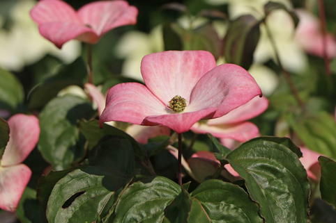 Japanischer Blumen-Hartriegel 'Fireworks' - Cornus kousa 'Fireworks'