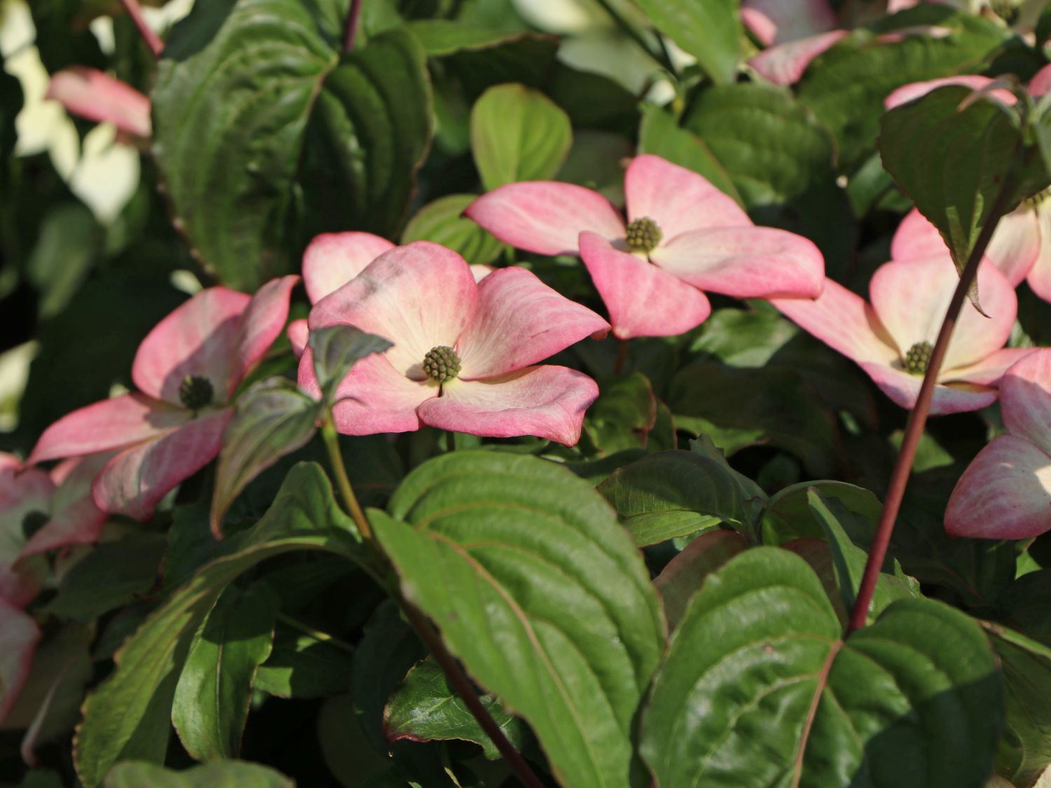 Japanischer Blumen-Hartriegel 'Fireworks' - Cornus kousa 'Fireworks'