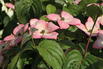 Japanischer Blumen-Hartriegel 'Fireworks' - Cornus kousa 'Fireworks'