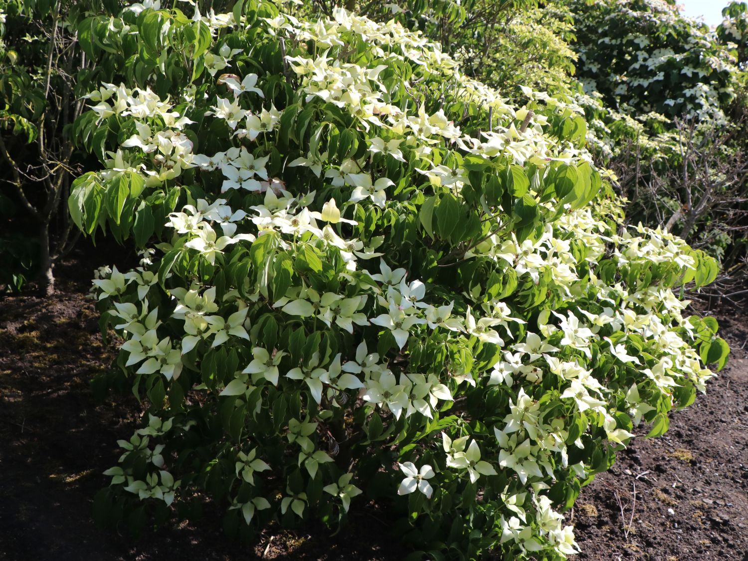 Japanischer Blumen-Hartriegel 'Galilean' - Cornus kousa 'Galilean'
