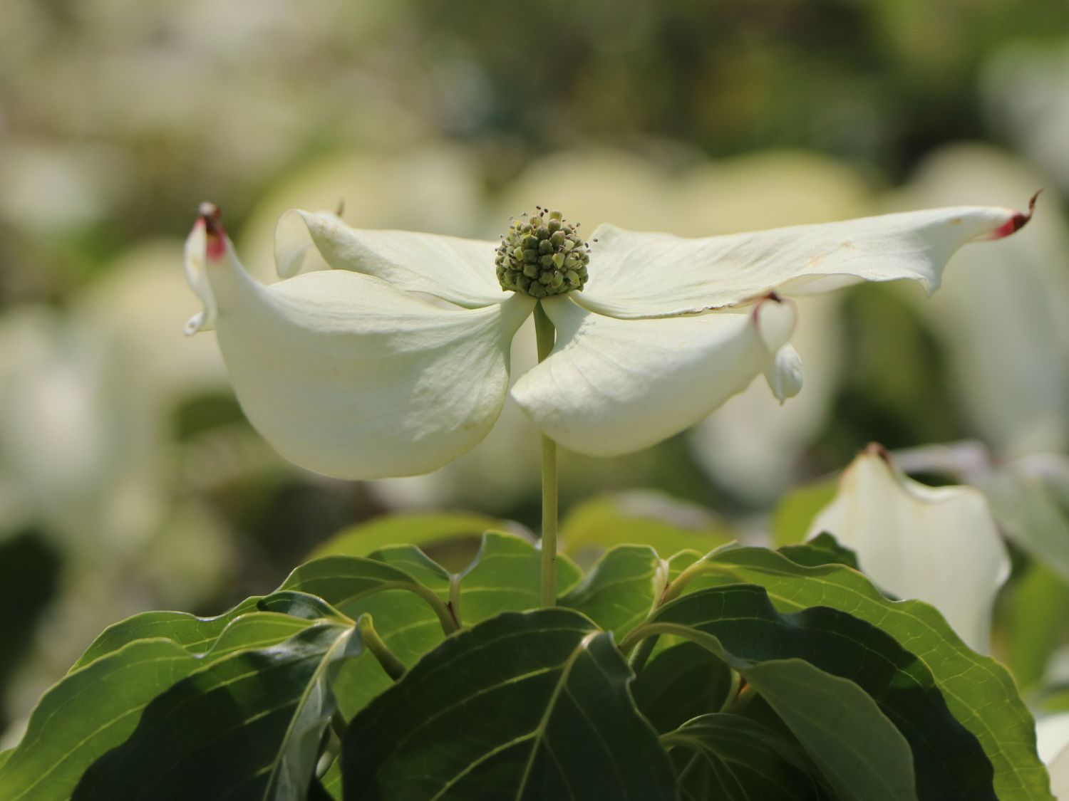 Japanischer Blumen-Hartriegel 'Galilean' - Cornus kousa 'Galilean'