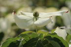 Japanischer Blumen-Hartriegel 'Galilean' - Cornus kousa 'Galilean'