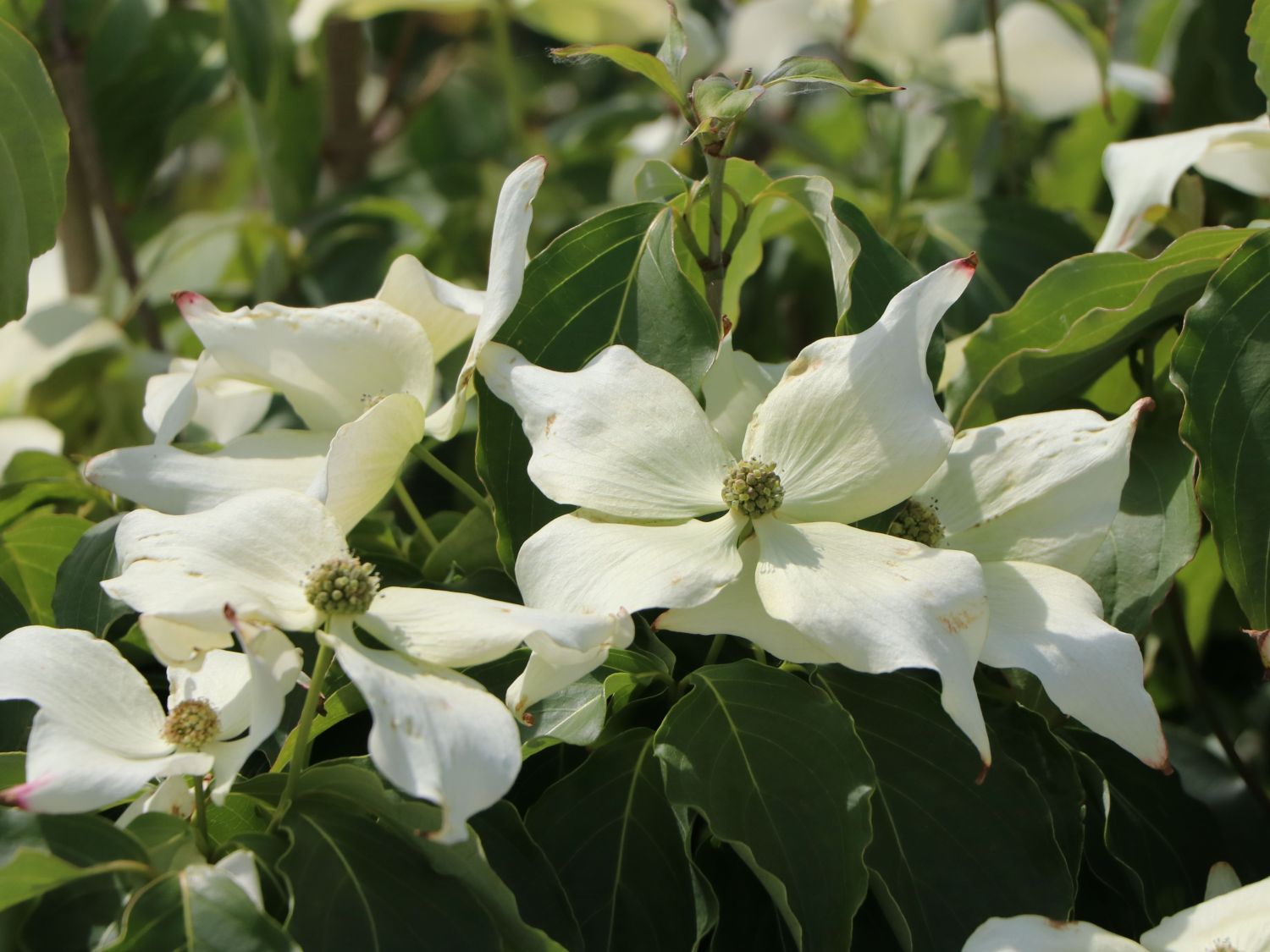 Japanischer Blumen-Hartriegel 'Galilean' - Cornus kousa 'Galilean'