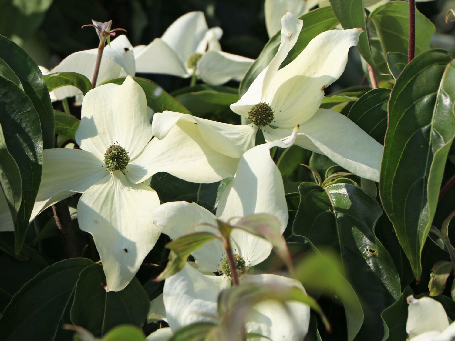 Japanischer Blumen-Hartriegel 'Galilean' - Cornus kousa 'Galilean'