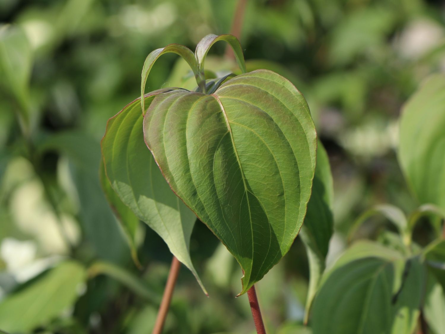 Japanischer Blumen-Hartriegel 'Galilean' - Cornus kousa 'Galilean'