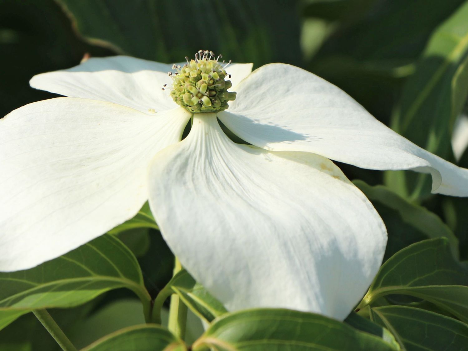 Japanischer Blumen-Hartriegel 'Galilean' - Cornus kousa 'Galilean'