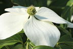 Japanischer Blumen-Hartriegel 'Galilean' - Cornus kousa 'Galilean'