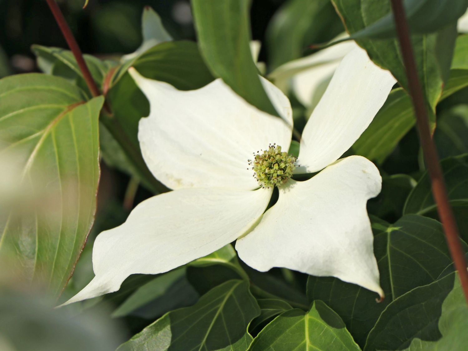 Japanischer Blumen-Hartriegel 'Galilean' - Cornus kousa 'Galilean'