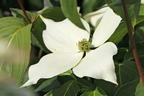 Japanischer Blumen-Hartriegel 'Galilean' - Cornus kousa 'Galilean'
