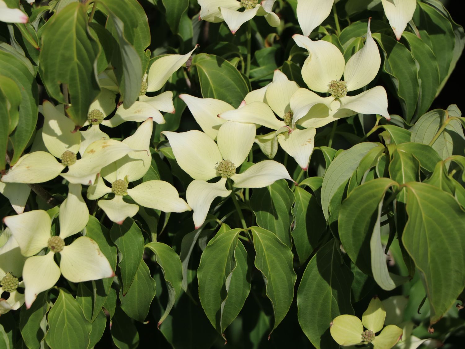 Japanischer Blumen-Hartriegel 'Galilean' - Cornus kousa 'Galilean'