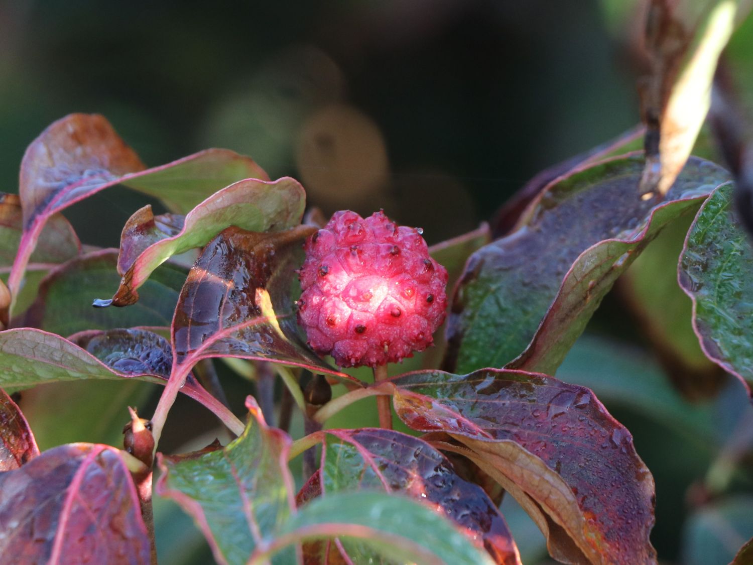 Japanischer Blumen-Hartriegel 'Galilean' - Cornus kousa 'Galilean'