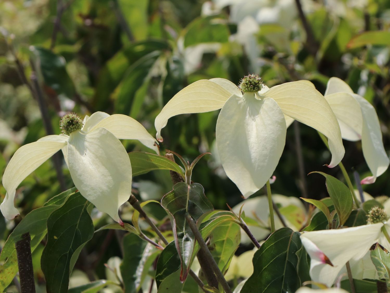 Japanischer Blumen-Hartriegel 'Galilean' - Cornus kousa 'Galilean'