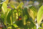 Japanischer Blumen-Hartriegel 'Gold Cup' - Cornus kousa 'Gold Cup'