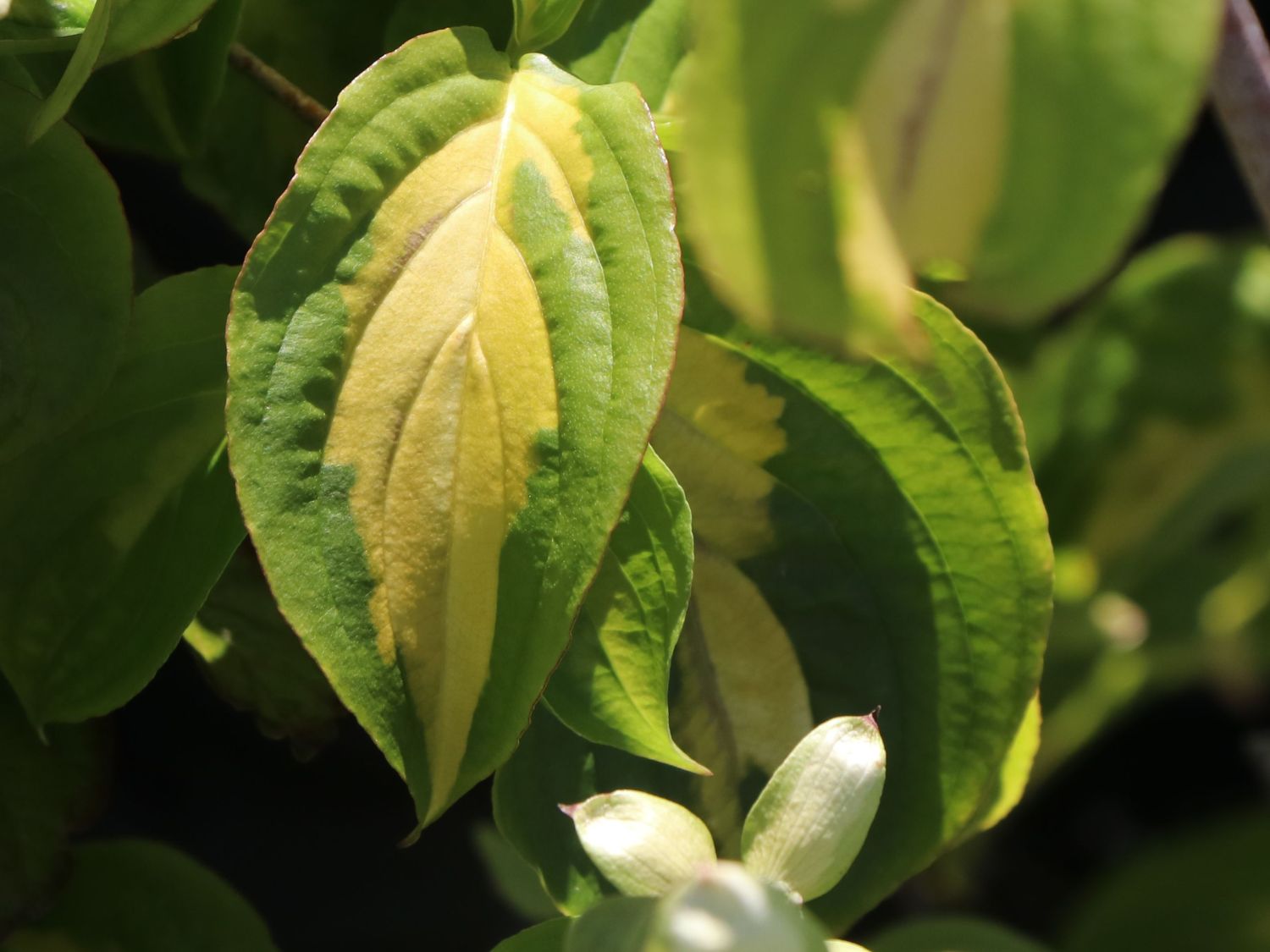 Japanischer Blumen-Hartriegel 'Gold Cup' - Cornus kousa 'Gold Cup'