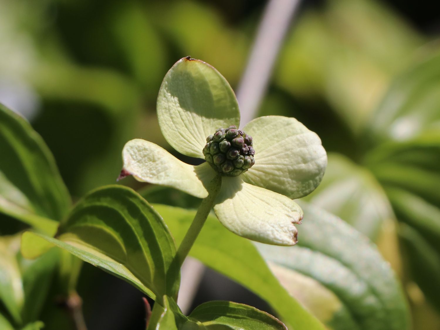 Japanischer Blumen-Hartriegel 'Gold Cup' - Cornus kousa 'Gold Cup'