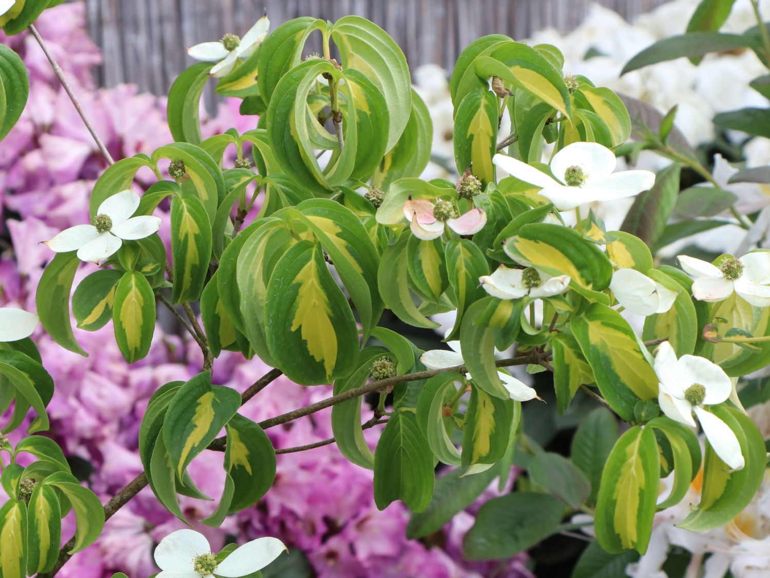 Japanischer Blumen-Hartriegel 'Gold Cup' - Cornus kousa 'Gold Cup'