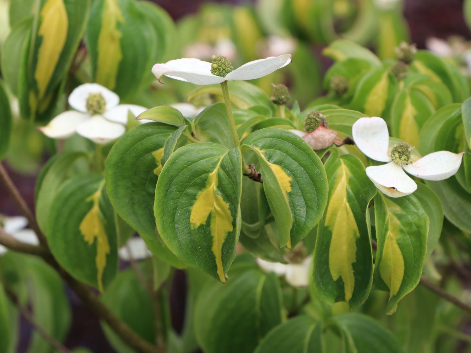 Japanischer Blumen-Hartriegel 'Gold Cup' - Cornus kousa 'Gold Cup'