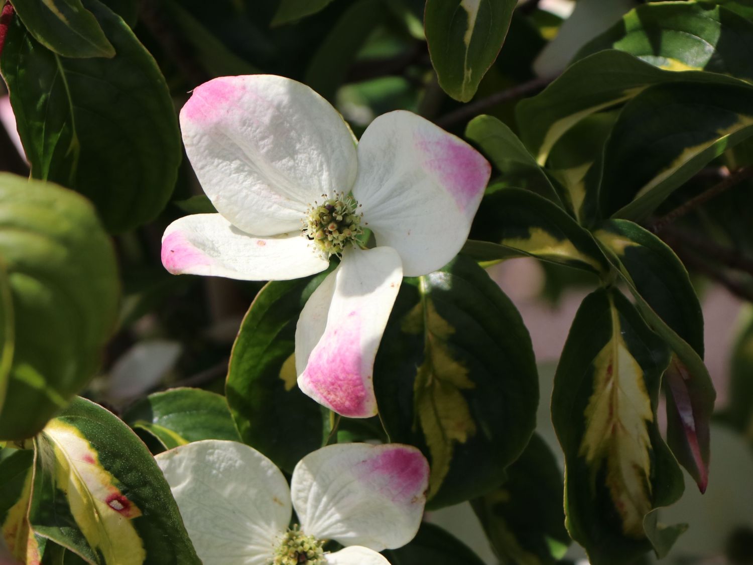 Japanischer Blumen-Hartriegel 'Gold Cup' - Cornus kousa 'Gold Cup'