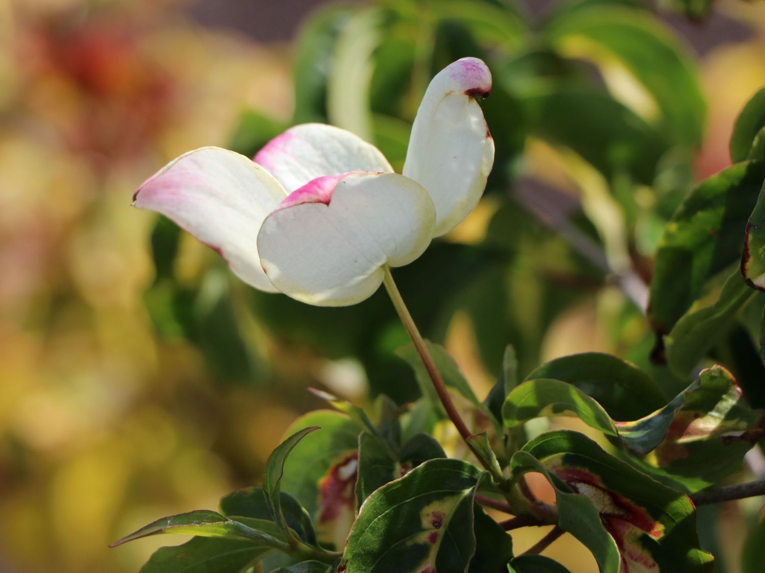 Japanischer Blumen-Hartriegel 'Gold Cup' - Cornus kousa 'Gold Cup'