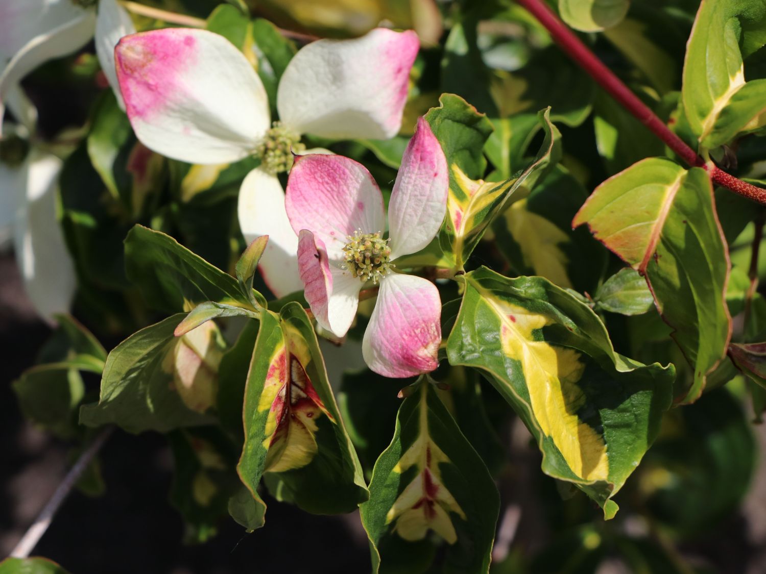 Japanischer Blumen-Hartriegel 'Gold Cup' - Cornus kousa 'Gold Cup'