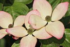 Japanischer Blumen-Hartriegel 'Heart Throb' - Cornus kousa 'Heart Throb'