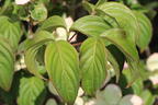 Japanischer Blumen-Hartriegel 'Heart Throb' - Cornus kousa 'Heart Throb'