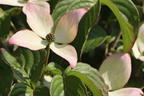 Japanischer Blumen-Hartriegel 'Heart Throb' - Cornus kousa 'Heart Throb'