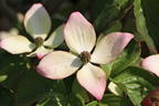 Japanischer Blumen-Hartriegel 'Heart Throb' - Cornus kousa 'Heart Throb'