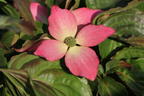 Japanischer Blumen-Hartriegel 'Heart Throb' - Cornus kousa 'Heart Throb'